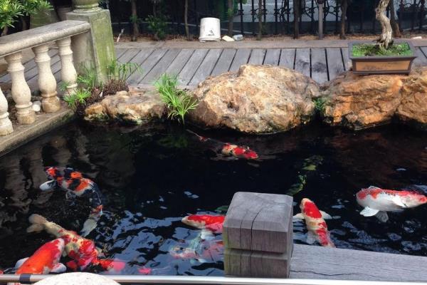 庭院鱼池水变绿怎么处理，需要及时换水