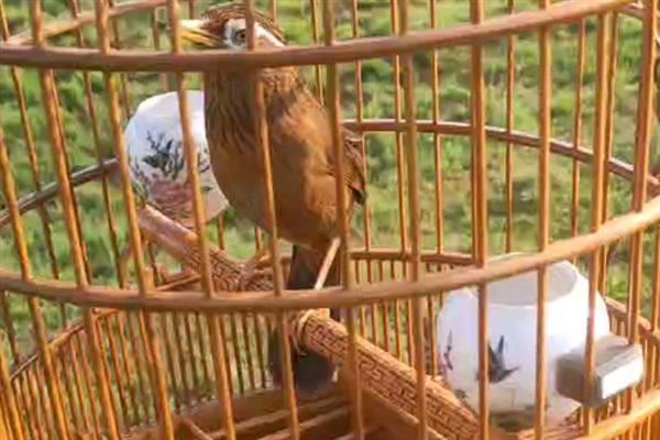 画眉的养殖要点，每隔3-5天清扫一次笼舍