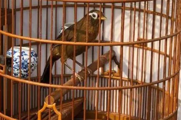画眉的养殖要点，每隔3-5天清扫一次笼舍