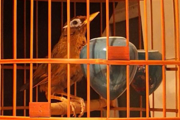 画眉的养殖要点，每隔3-5天清扫一次笼舍