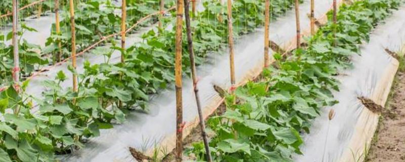 黄瓜什么时候需要施肥，发芽期、幼苗期、初花期都需要施肥