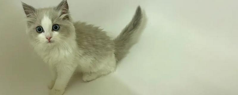 小猫肚子咕咕叫的原因，感到饥饿、患上肠胃炎、感染寄生虫等因素均会导致
