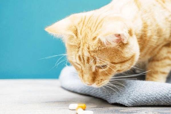 怎么治疗猫咪青光眼，可静脉输高渗液