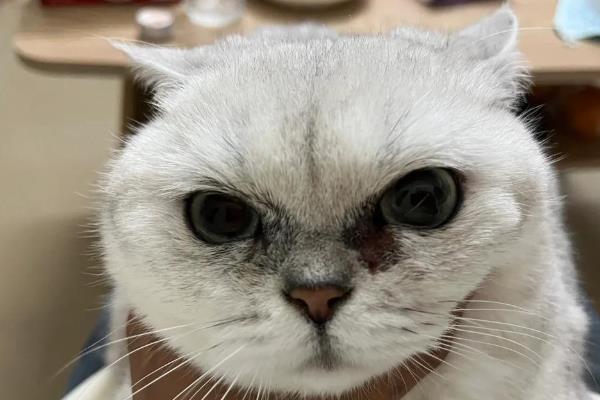 怎么治疗猫咪青光眼，可静脉输高渗液