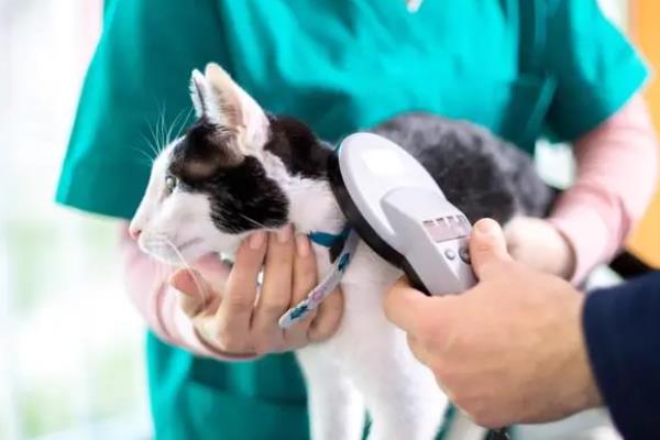 怎么治疗猫咪青光眼，可静脉输高渗液