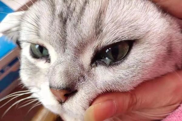 怎么治疗猫咪青光眼，可静脉输高渗液
