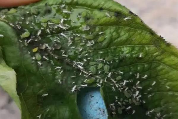 怎么防治白菜的常见病虫害，根据病虫害的类型对症用药