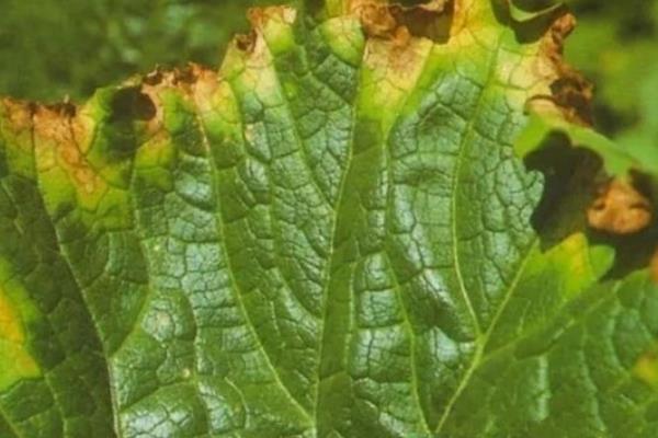 怎么防治白菜的常见病虫害，根据病虫害的类型对症用药