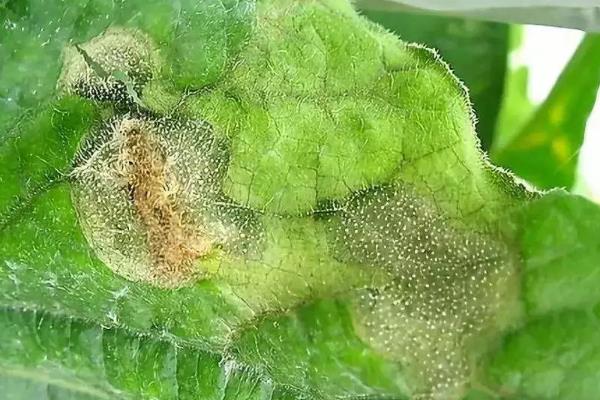 怎么防治白菜的常见病虫害，根据病虫害的类型对症用药