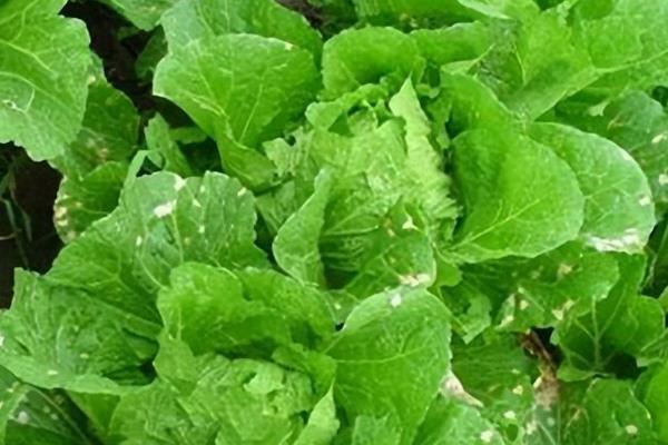 怎么防治白菜的常见病虫害，根据病虫害的类型对症用药