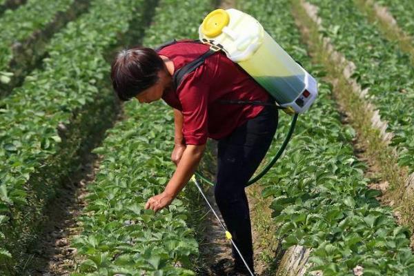 怎么防治白菜的常见病虫害，根据病虫害的类型对症用药