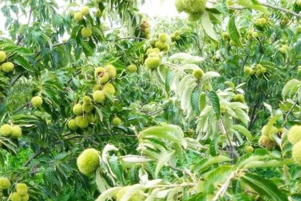 农民种哪些水果能挣钱，蓝莓、核桃等品种的种植收益比较好
