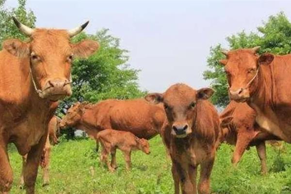 散养牛和圈养牛的区别，前者不用精心管理但生长速度慢、后者要精心管理但增重快
