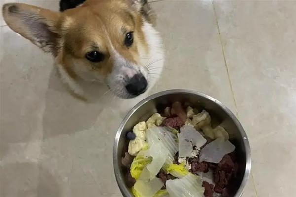 狗狗毛发没有光泽的原因，可能是饮食不当或缺乏光照等