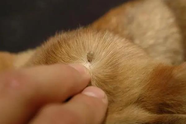 狗狗毛发没有光泽的原因，可能是饮食不当或缺乏光照等