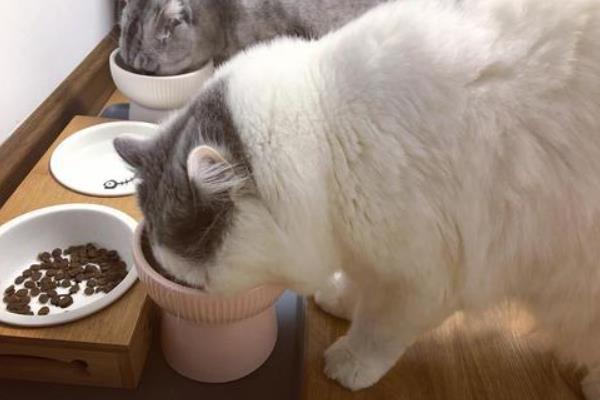 母猫不孕不育的原因，首先是生殖系统发育异常