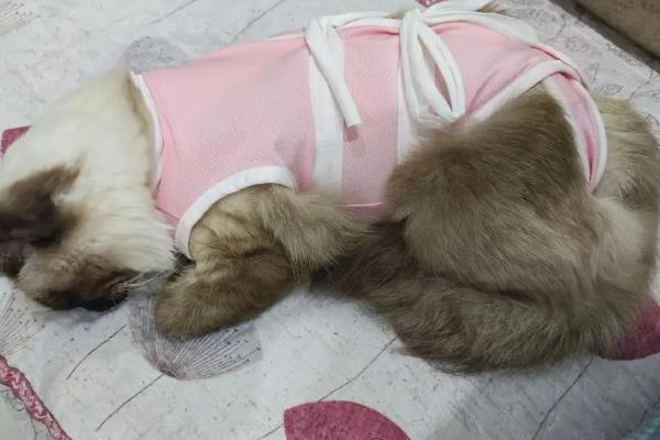 母猫不孕不育的原因，首先是生殖系统发育异常
