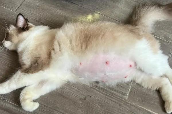 母猫不孕不育的原因，首先是生殖系统发育异常