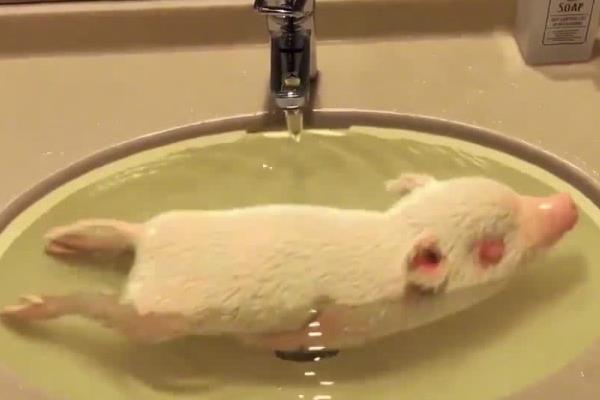 小猪大肠头掉出来怎么处理，应进行手术处理