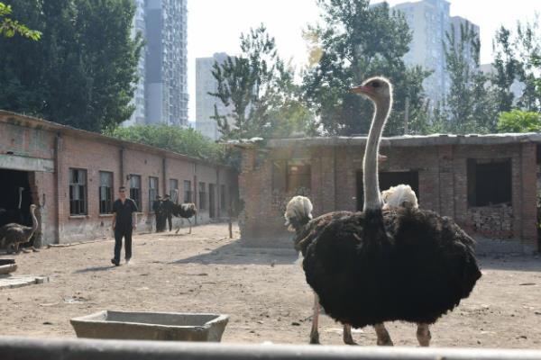 人工养殖鸵鸟前景分析，市场前景很好