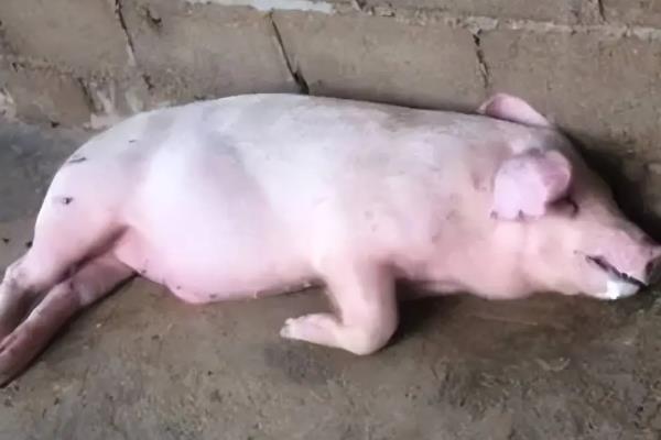 治疗副猪病可以用什么药，副猪康、阿莫西林、呼氟奇安等药物均可选择