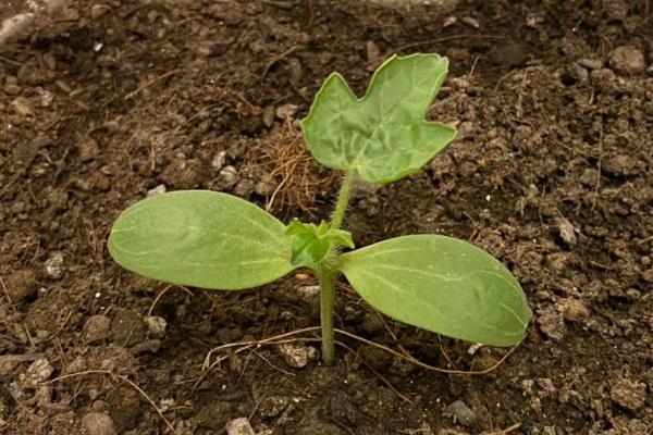 晚西瓜的种植方法，夏季的6-7月份种植为佳