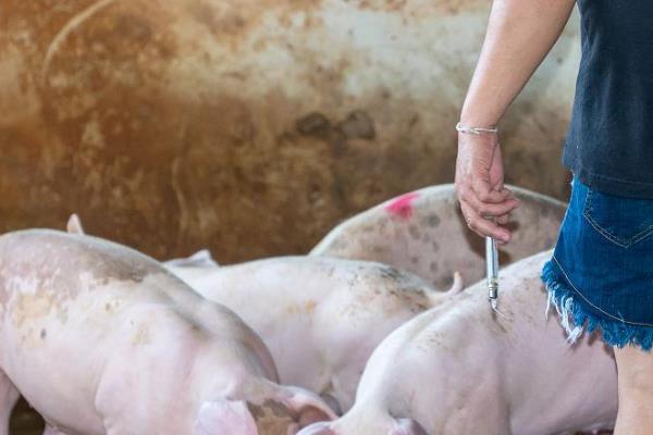 治疗副猪病可以用什么药，副猪康、阿莫西林、呼氟奇安等药物均可选择