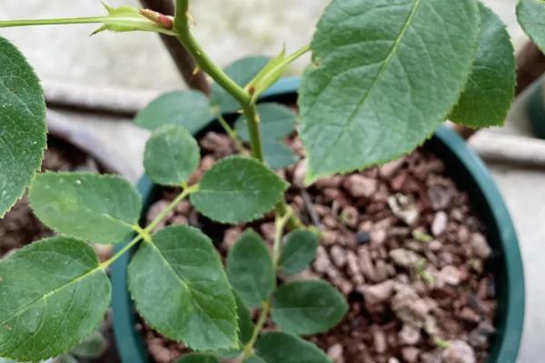 紫枝玫瑰温棚培育技巧，育苗时间选择12月中旬至1月下旬