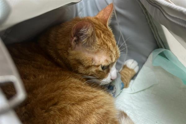 猫咪胰腺炎是什么病，是一种内科疾病