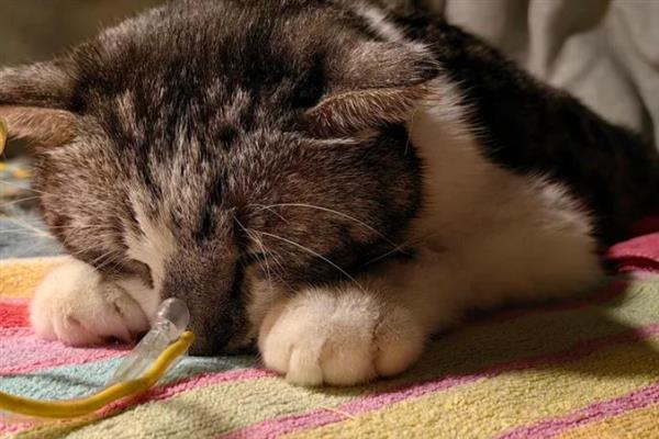 猫咪胰腺炎是什么病，是一种内科疾病