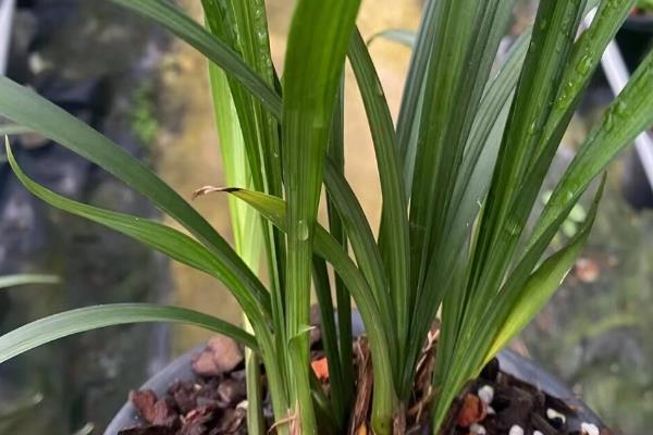 春剑会不会开花，2-3月份进入花期