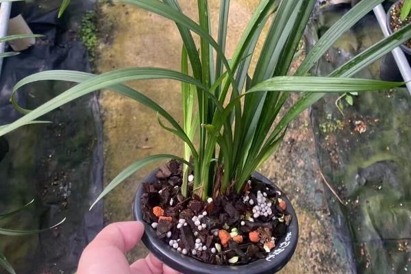 春剑会不会开花，2-3月份进入花期