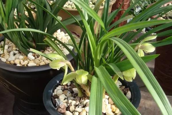 春剑会不会开花，2-3月份进入花期