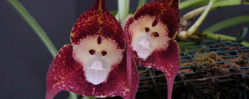 猴面小龙兰病虫害的防治方法，常见虫害有蚜虫、蚧壳虫等