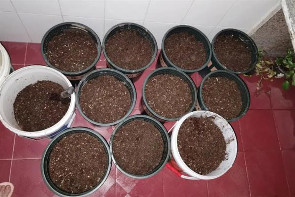 柿子树的种植方法，可选择在每年春季进行栽种