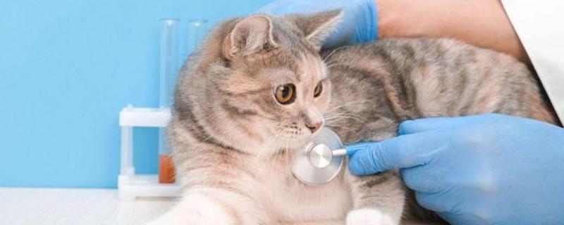 猫拉稀的治疗方法，先找出原因再对症治疗