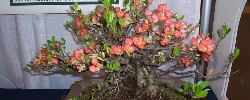 海棠花枝条太长如何修剪，需将生长过长的枝条剪掉