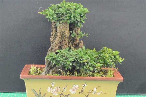 女贞花香味有没有毒，其香味和植株均没有毒