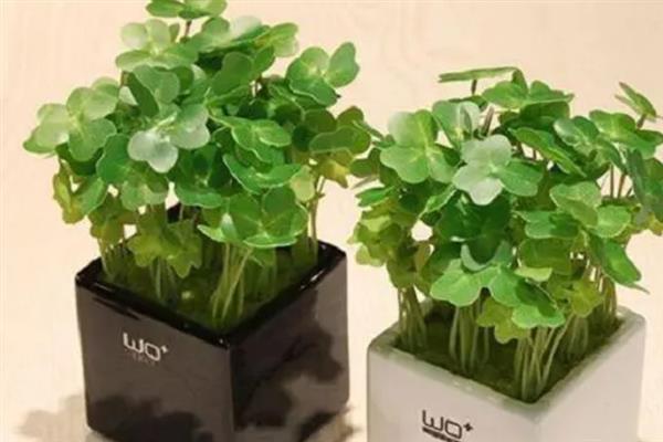 移植三叶草的步骤，需要使用比较健壮的植株