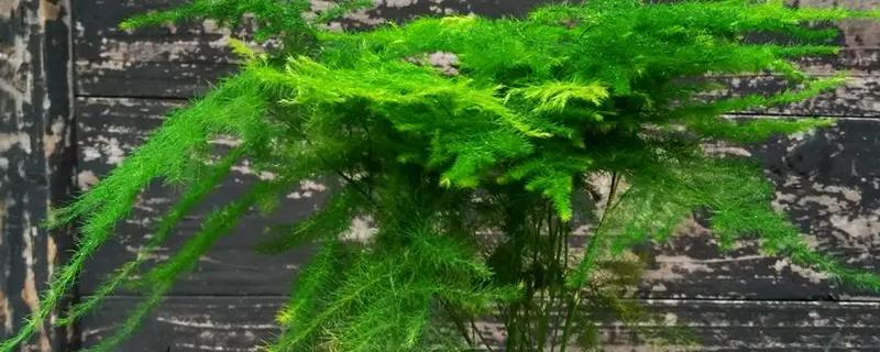 什么是多年生植物，可存活2年以上