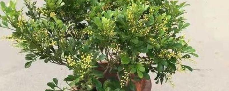 春天移栽米兰的方法，剪除烂根再栽入新的花土中
