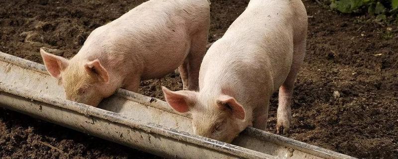 玉米面如何喂猪才能快速生长，添加骨粉等矿物质可以促进生长