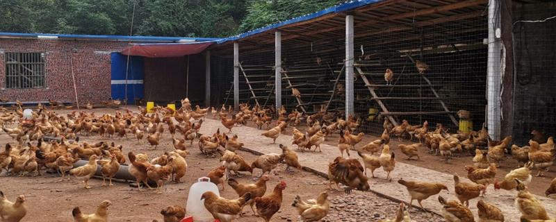 土鸡如何在网络上销售，可以通过QQ群、微信群等销售