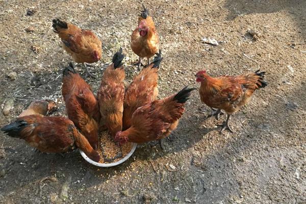 用哪些蔬菜喂鸡，饲喂胡萝卜、韭菜、大蒜均有益处