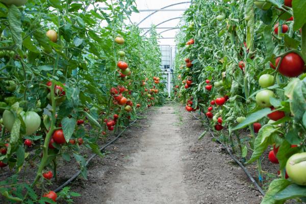 开春适合种植哪些农作物，适合种植大豆、花生等