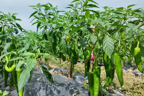 开春适合种植哪些农作物，适合种植大豆、花生等