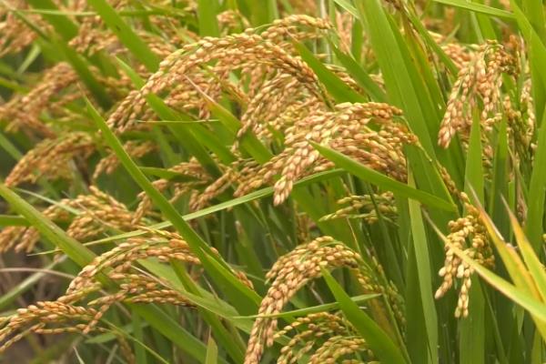 开春适合种植哪些农作物，适合种植大豆、花生等