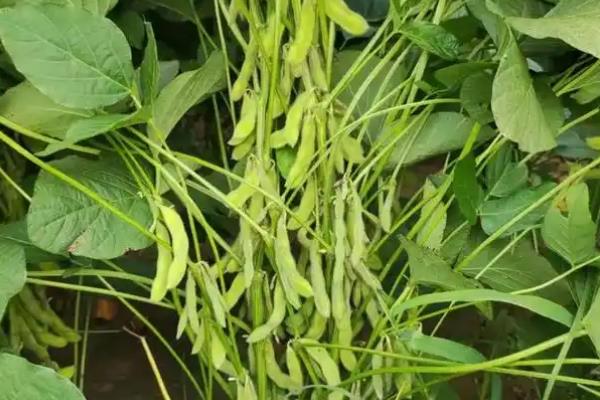 开春适合种植哪些农作物，适合种植大豆、花生等