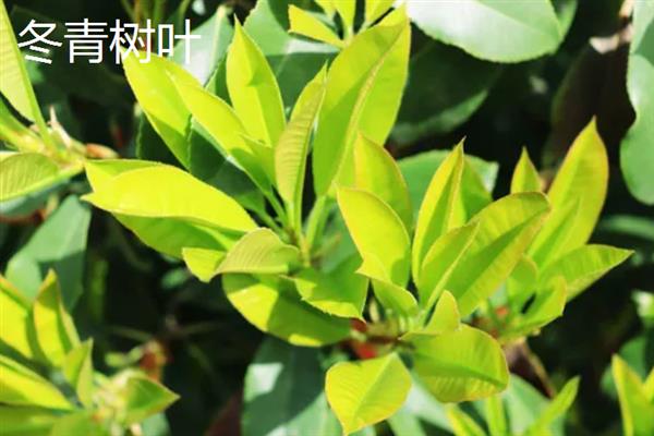 秋天有什么树叶，常见的有枫树叶、冬青树叶等