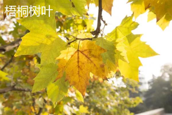 秋天有什么树叶，常见的有枫树叶、冬青树叶等